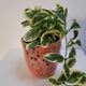 Kleine afbeelding van Pink Buble Kintsugi